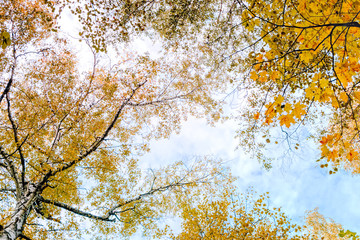 Colorful autumn leaves on a blue sky