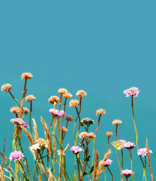 Fototapeta Pink ripe flowers knautia arvensis or field scabious and golden ears, butterfly on a flower against light blue background, close-up. Bright, sunny floral background, space for text