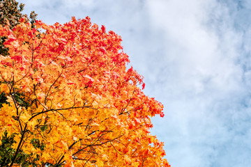 Colorful autumn leaves on a blue sky