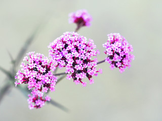 Obraz premium Verbena bonariensis, purpletop or clustertop vervain, argentinian vervain, tall or pretty verbena. Flowering plant with small pink flowers. Garden flowerbed, floral background, gardening