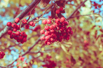 Colorful autumn leaves
