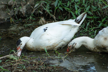 Ducks living in nature are looking for food in the mud.