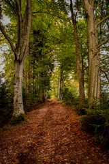 Fototapeta premium Herbstlicher Buchenweg
