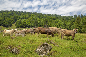Allgäu - Kühe - Balderschwang - Viehscheid - Alpen