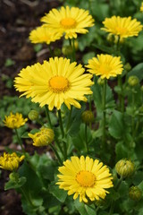 Yellow Daisies are walking on a meadow