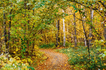 Path in a forest with colorful autumn leaves