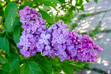 Flowers of Lilac Tree