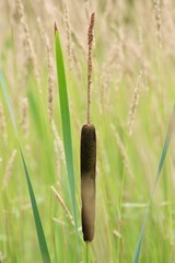 Obraz premium Cattail in Field