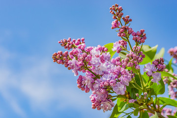 Saturated Blossom of Lilac Tree against the Blue Sky