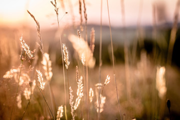 Sun Rays Captured in Grass Stalks