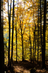Trees in autumn season background