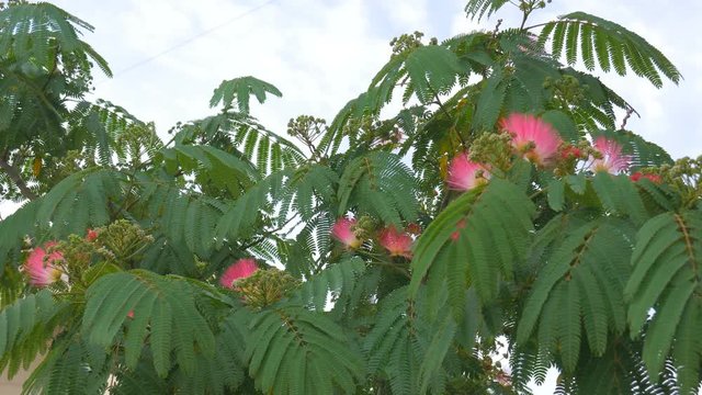 Tree branches with green leaves Albizia julibrissin.