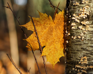 Autumn mood - A brightly colored leaf has fallen down, it got stuck at a branch and a tree trunk,...