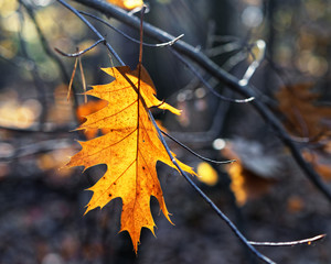 Autumn mood - A brightly colored leaf has on falling got stuck on a branch, dark background, background blur, autumn colors - Location: Germany