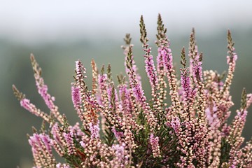 In the Heather