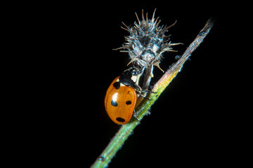 Ladybug on a flower