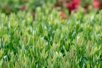 Close-up photography of green leaves in the garden