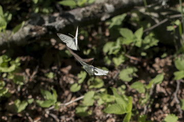 Butterfly in flight