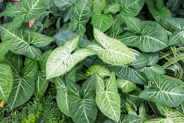 pattern of green leaves
