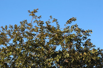 sky blue and green tree