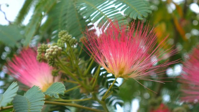 Tree branches with green leaves Albizia julibrissin, close up