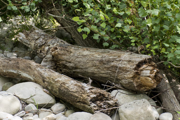 River in dry