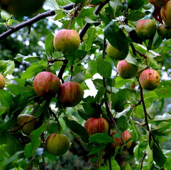 Fruit madness. Small apples in an apple tree in orchard, in early summer