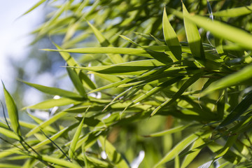Bamboo leaves