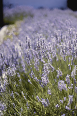 Obraz premium Lavender