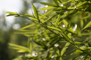 Bamboo leaves
