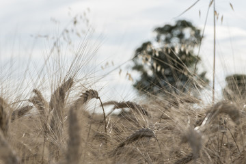 Obraz premium In the middle of the wheat