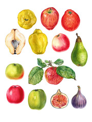 Fuits set. Watercolor hand painted apples, peach, fig, quince. Can be used as print, poster, packaging design, element design, invitation, greeting card, stickers, label and so on.