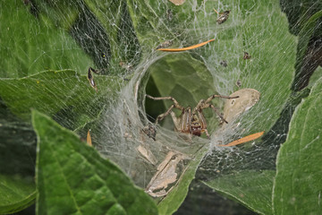 Funnel spider, Trichterspinne (Agelenidae)