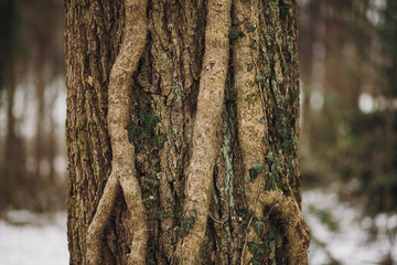 beautiful tree bark with ivy leaves. old tree close-up in autumn forest. woods environment. protect forests and nature concept.