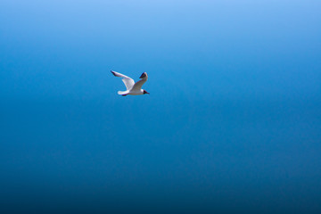 A Seagull Flying In Blue Sky