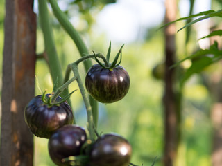 black tomatoes ripen