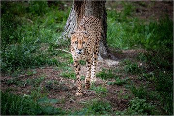 Leopardo tranquilo