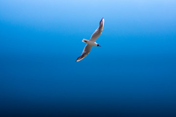 A Seagull Flying In Blue Sky