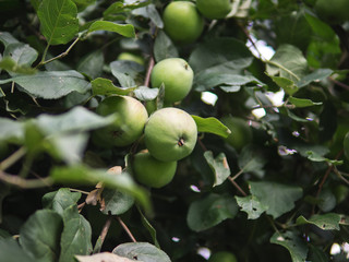 Green apples ripen