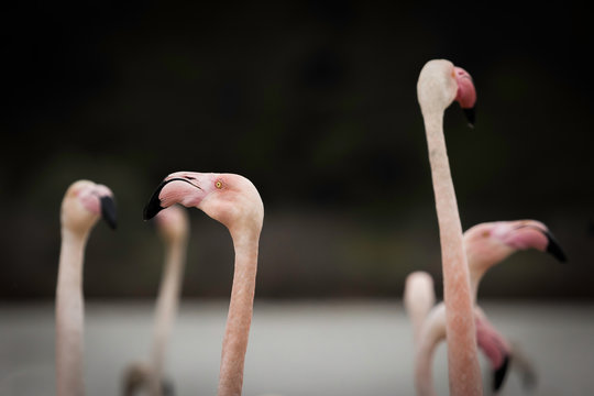 Grupo De Flamencos