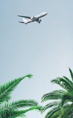 Fototapeta premium plane in clear sky above palms