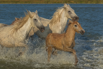 Obraz na płótnie Canvas White horses and foals running in the water, beautiful light 