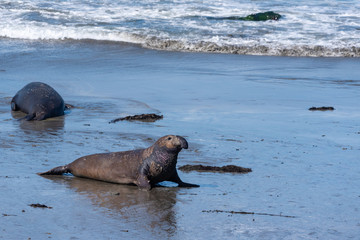 Elephant seal on the ocean shore in California.