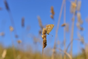 Common Blue Butterfly, U.K.
Close up of a Summer insect.