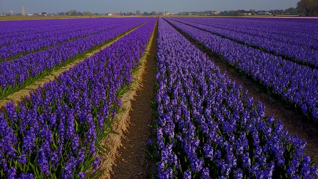 Flying close to purple Hyacint flowers in Holland.
