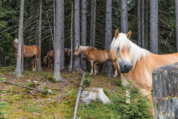 Haflinger Pferde im Wald