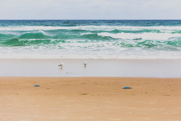 pristine beach in Gold Coast with gold sand and big waves on the Pacific Ocean