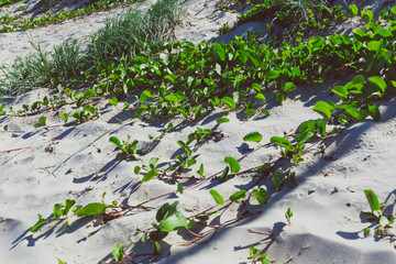 close-up of green succulent leaves growing on the sand at the beach