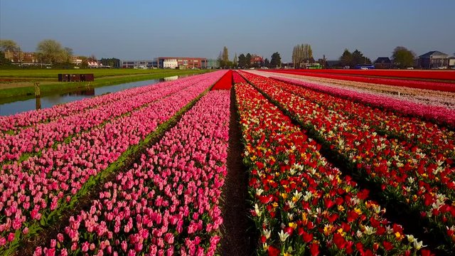 Panning through colorful tulip rows in holland.