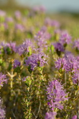Obraz premium Wilder Thymian in Blüte